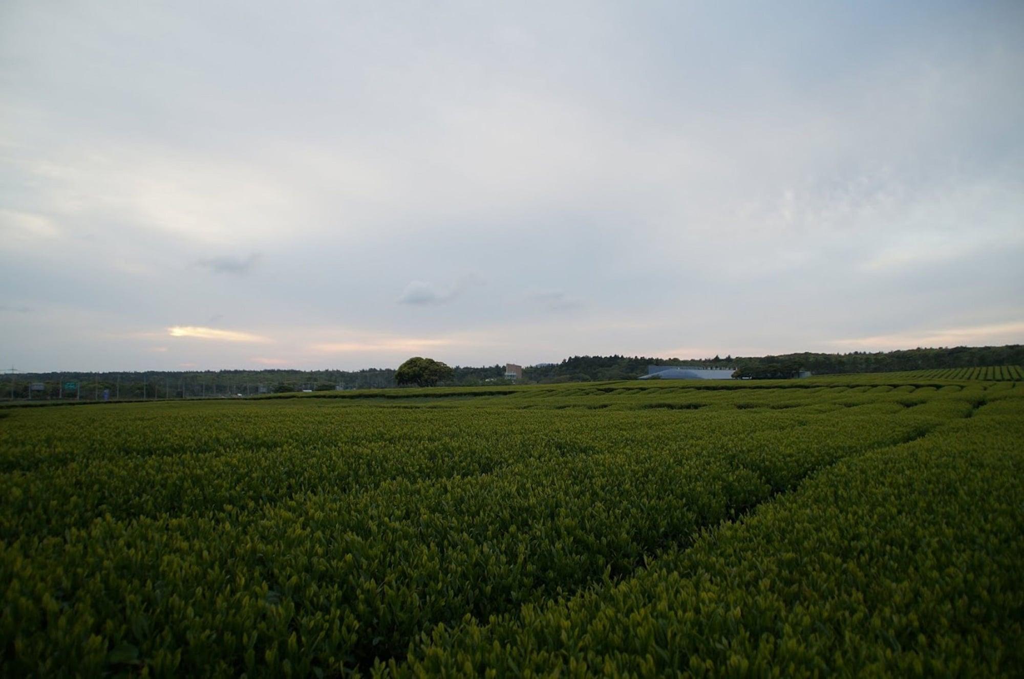 Jeju Aerospace Hotel Seogwipo Dış mekan fotoğraf